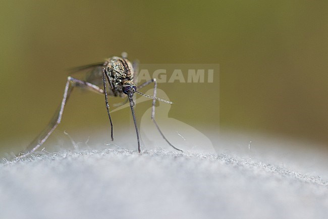Culex - Mosquito - Stechmücke, Russia, imago stock-image by Agami/Ralph Martin,