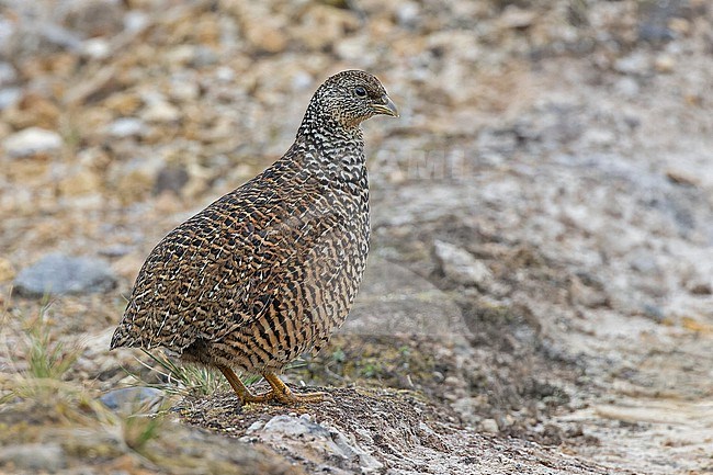 Snow Mountain Quail (Synoicus monorthonyx) in West Papua, Indonesia. stock-image by Agami/Pete Morris,