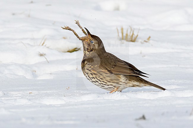 This series of images captures a unique event in which a Song Thrush (Turdus philomelos) completely devours a frog during a cold and snowy spell in the Dutch winter of 2021. stock-image by Agami/Jacob Garvelink,