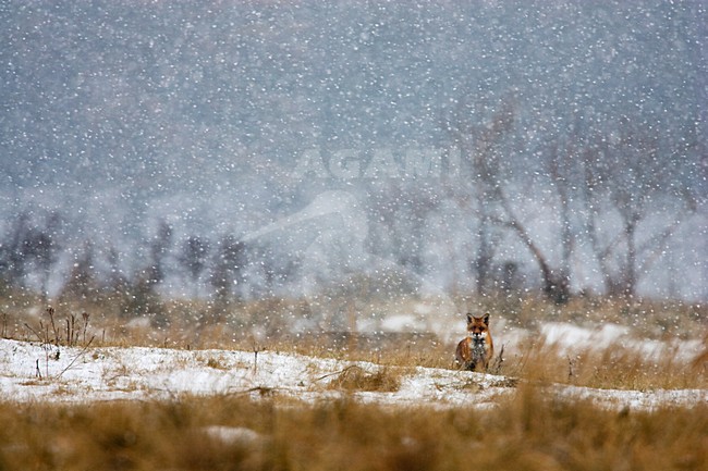 Vos in het landschap; Red Fox in the landscape stock-image by Agami/Menno van Duijn,