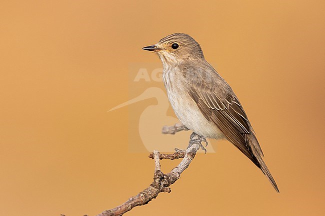 Spotted Flycarcher (Muscicapa striata), side view of an adult perched on a branch, Campania, Italy stock-image by Agami/Saverio Gatto,