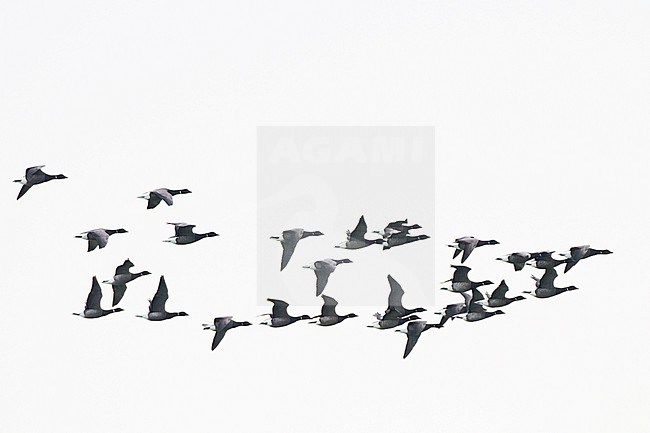  stock-image by Agami/Menno van Duijn,