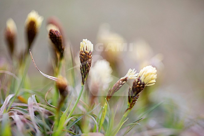 Spring sedge, Carex caryophyllea stock-image by Agami/Wil Leurs,