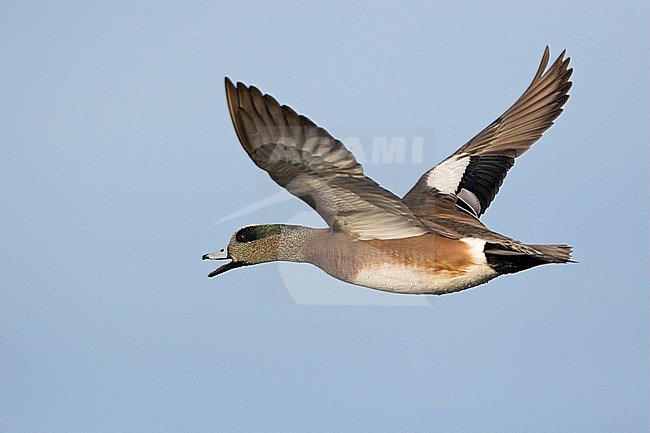 Amerikaanse Smient in vlucht, American Wigeon in flight stock-image by Agami/Glenn Bartley,