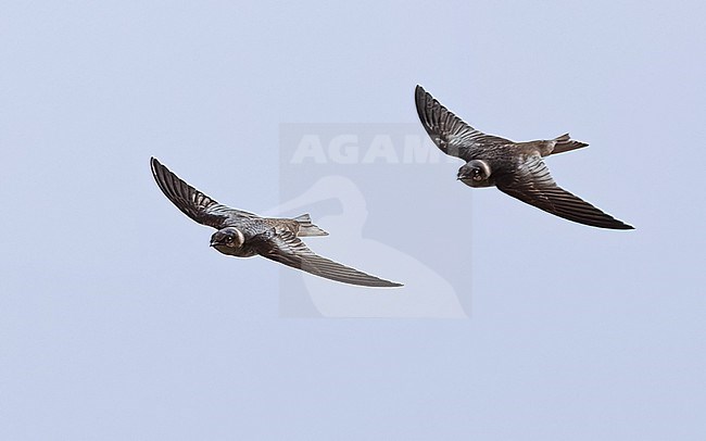 First-winter Purple Martin (Progne subis) flying over the high Fields of Corvo, Azores, Portugal. stock-image by Agami/Vincent Legrand,