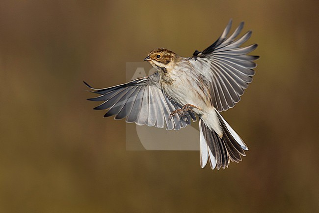 Common Reed Bunting (Emberiza schoeniclus) in Italy. stock-image by Agami/Daniele Occhiato,