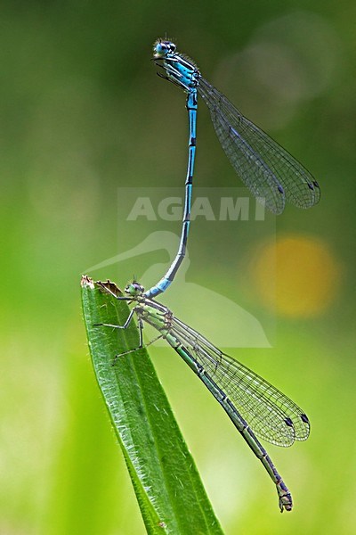 Variabele waterjuffers in tandempositie; Variable Blue Damselflies in tandem position stock-image by Agami/Rob Olivier,
