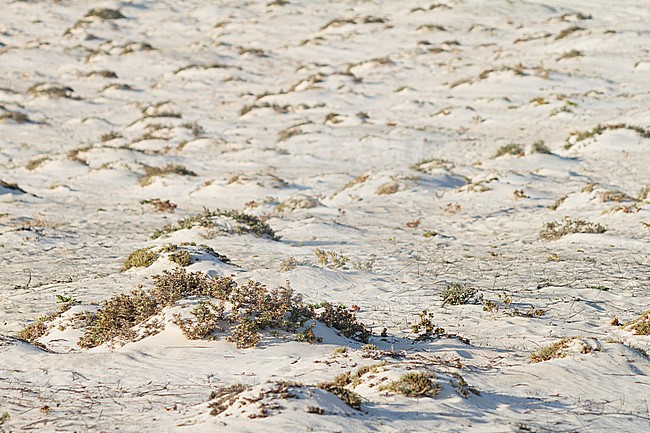 Al Wusta Governorate, Oman stock-image by Agami/Ralph Martin,