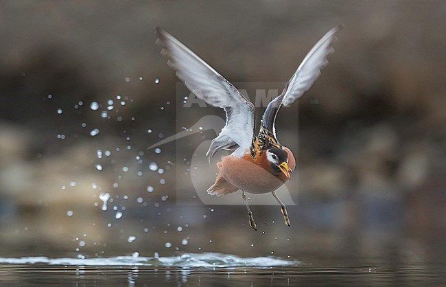 Rosse Franjepoot; Grey Phalarope stock-image by Agami/Jari Peltomäki,