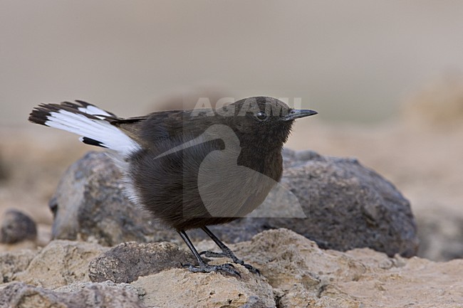 Black Wheatear perched on rock; Zwarte Tapuit zittend op rots stock-image by Agami/Daniele Occhiato,