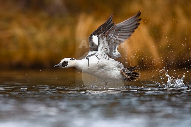 Male Smew, Mergus albellus, in a lake in Finland. stock-image by Agami/Daniele Occhiato,