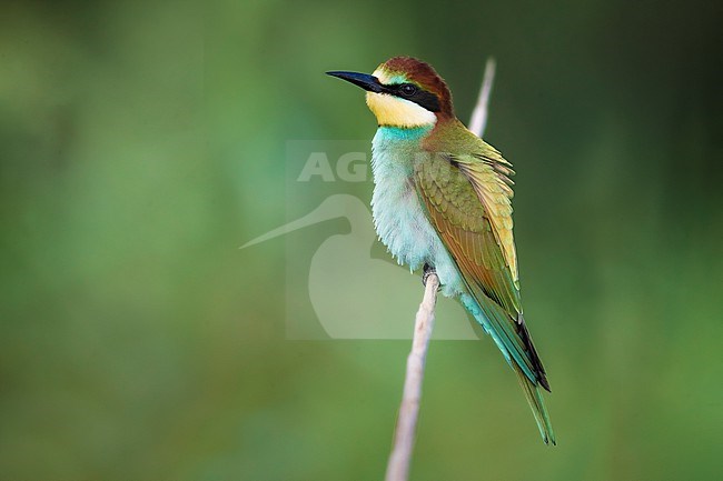 Immature European Bee-eater, Merops apiaster, in Italy. Perched on a branch. stock-image by Agami/Daniele Occhiato,