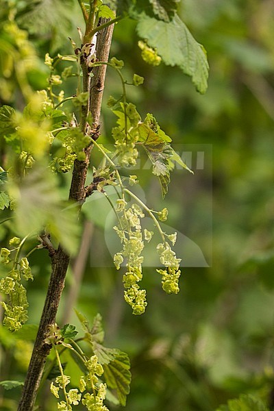 Mountain Currant blossom stock-image by Agami/Wil Leurs,