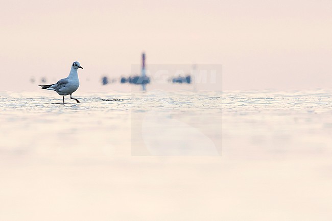 Black-headed Gull - Lachmöwe - Larus ridibundus, Germany, adult, winter plumage stock-image by Agami/Ralph Martin,