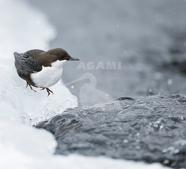 Wintering Black-bellied White-throated Dipper (Cinclus cinclus cinclus) in a fast flowing river at Kuusamo in arctic Finland. stock-image by Agami/Markus Varesvuo,