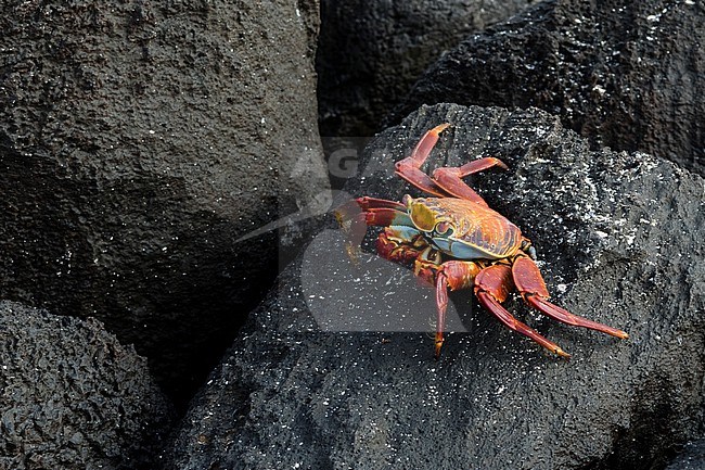A Sally lightfoot crab, Grapsus grapsus, walking on volcanic rocks. Espanola Island, Galapagos, Ecuador stock-image by Agami/Sergio Pitamitz,