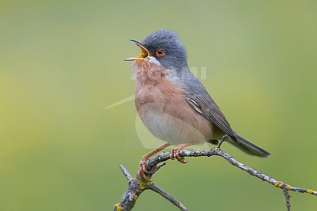 Moltoni's Warbler (Sylvia subalpina) male perched on a branch and singing stock-image by Agami/Daniele Occhiato,