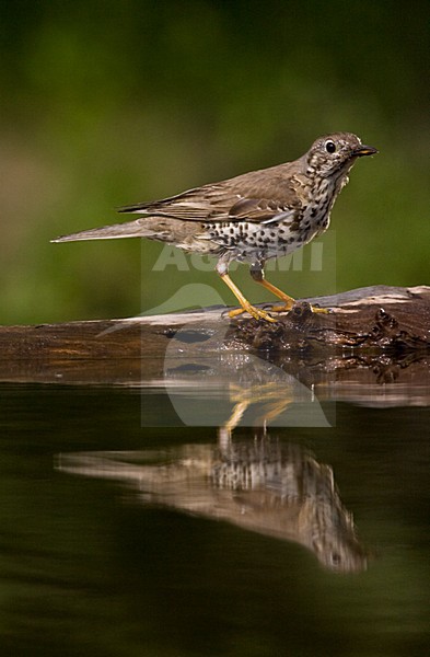 Grote Lijster bij drinkplaats; Mistle Thrush at drinking site stock-image by Agami/Marc Guyt,