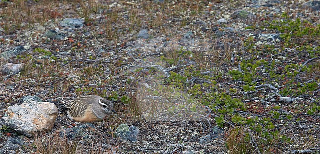 Broedende Morinelplevier, Eurasian Dotterel breeding stock-image by Agami/Markus Varesvuo,