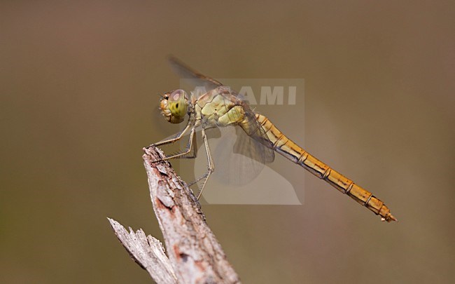 Imago Zuidelijke heidelibel; Adult Southern Darter stock-image by Agami/Fazal Sardar,