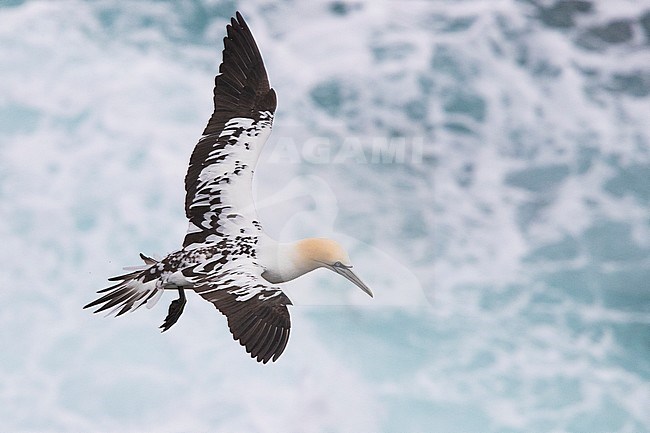 Northern Gannet (Morus bassanus), immature in flight over the sea stock-image by Agami/Saverio Gatto,