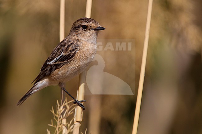 Kaspische Roodborsttapuit, Caspian Stonechat stock-image by Agami/Daniele Occhiato,