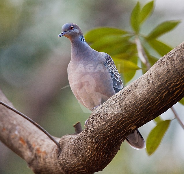 Oriental Turtle-Dove (Streptopelia orientalis orientalis) wintering in Japan. Sitting in a tree, seen from the front. stock-image by Agami/Marc Guyt,