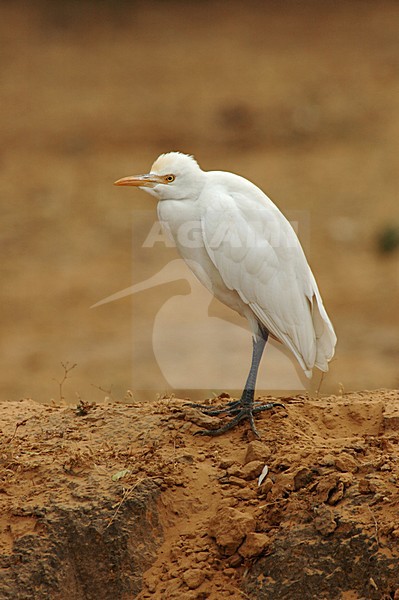 Cattle Egret standing; Koereiger staand stock-image by Agami/Marc Guyt,