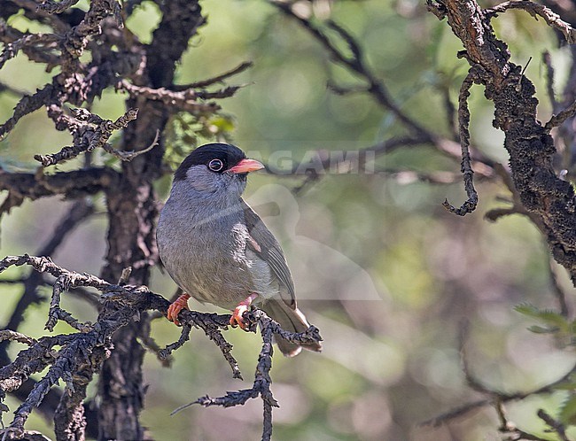 Male Bush Blackcap (Sylvia nigricapillus) in South Africa. stock-image by Agami/Pete Morris,
