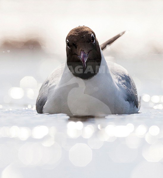 Kokmeeuw zwemmend in de regen; Common Black-headed Gull swimming in rain shower stock-image by Agami/Marc Guyt,