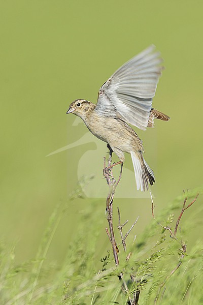 Adult female Chestnut-collared Longspur, Calcarius ornatus
Kidder Co., ND stock-image by Agami/Brian E Small,