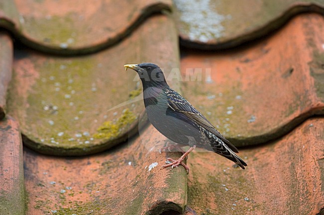 Common Starling perched on roof near nest with prey; Spreeuw zittend op dak bij nest met prooi stock-image by Agami/Marc Guyt,