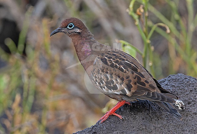 Galapagos Dove, Zenaida galapagoensis, on the Galapagos Islands, part of the Republic of Ecuador. stock-image by Agami/Pete Morris,