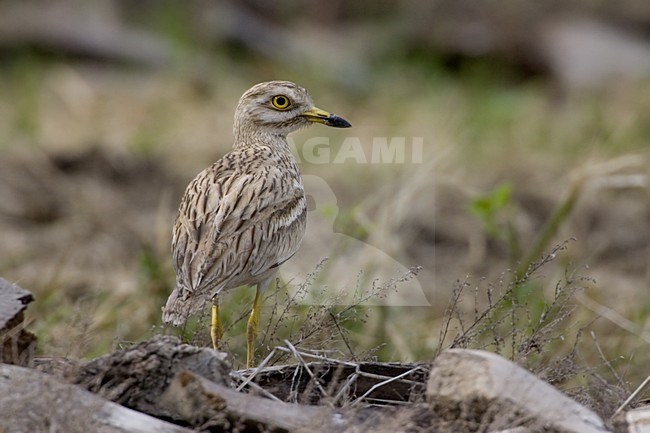 Eurasian Thick-knee standing; Griel staand stock-image by Agami/Daniele Occhiato,