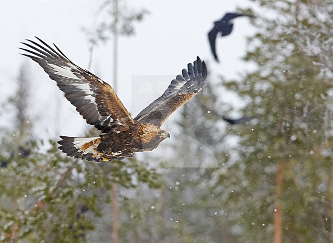 Steenarend in vlucht; Golden eagle in flight stock-image by Agami/Markus Varesvuo,