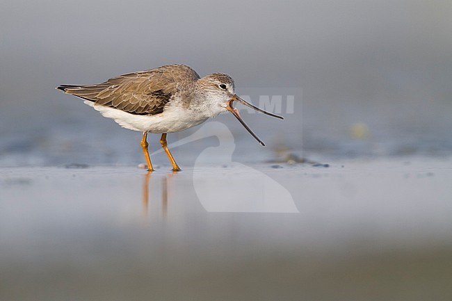 Terek Sandpiper - Terekwasserläufer - Xenus cinereus, Oman, nonbreeding stock-image by Agami/Ralph Martin,