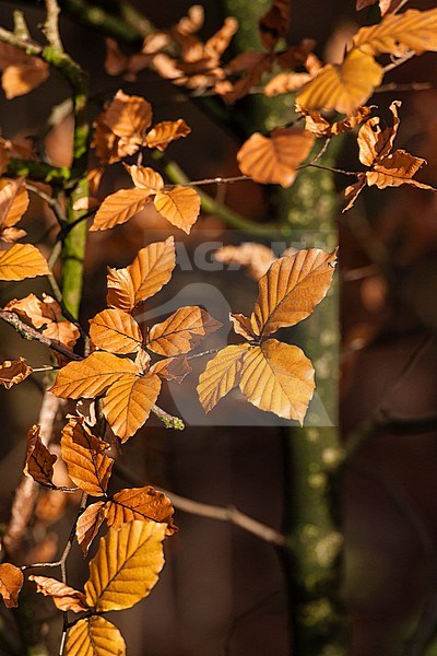 Verkleurde bladeren van Beuk in herfst; Discolored Beech leaves in autumn stock-image by Agami/Marc Guyt,