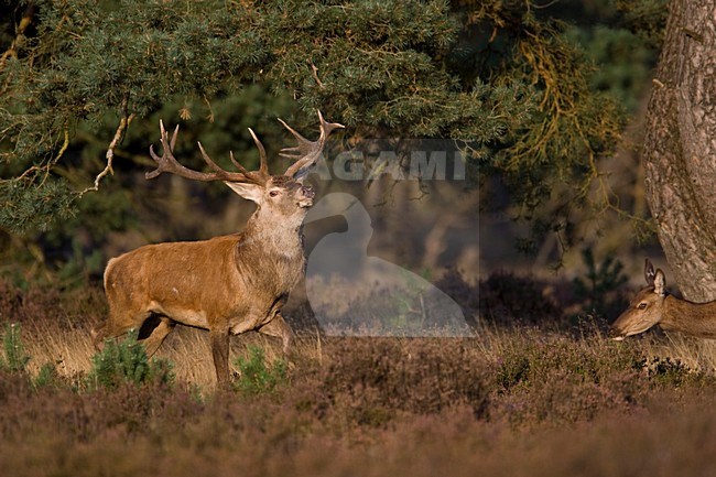 Mannetje Edelhert; Male Red Deer stock-image by Agami/Wim Wilmers,