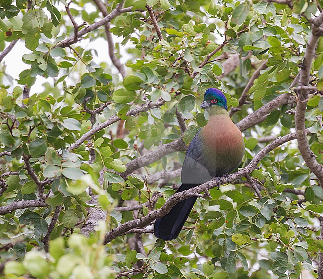 Purple-crested Turaco (Gallirex porphyreolophus) in South Africa. stock-image by Agami/Pete Morris,