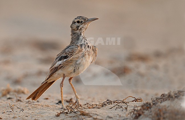 A worn Greater Hoopoe Lark (Alaemon alaudipes) in Saudi Arabia, where it is a common bird in the hot desert. stock-image by Agami/Eduard Sangster,