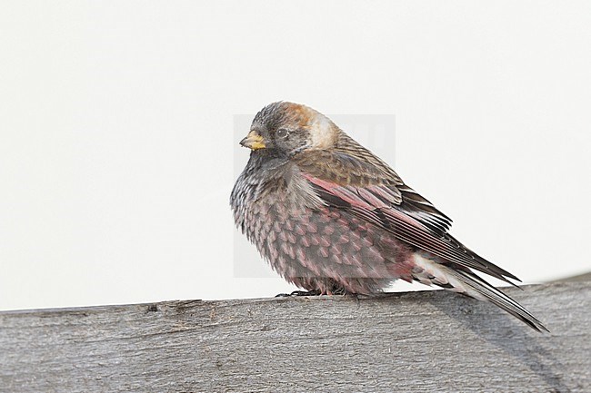 Male Asian Rosy Finch in Hokkaido, Japan. Male Asian Rosy Finch in Hokkaido, Japan stock-image by Agami/Stuart Price,