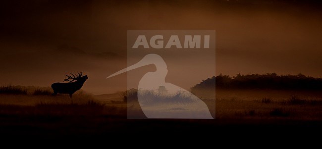 Mannetje Edelhert burlend in vroege ochtend, Red Deer male roaring in early morning stock-image by Agami/Danny Green,