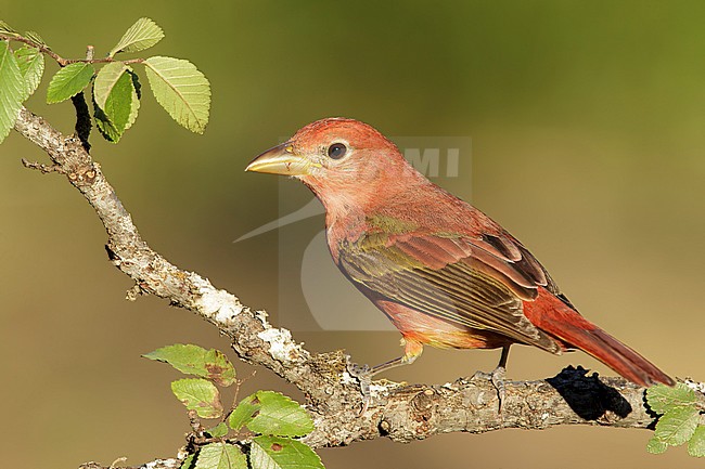 First-summer male Summer Tanager (Piranga rubra)
Galveston Co., Texas, USA stock-image by Agami/Brian E Small,