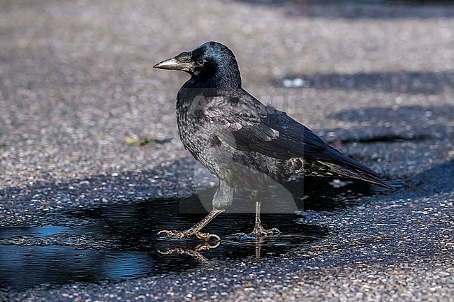 Juvenile Rook (Corvus frugilegus frugilegus) walking on a parking in Gilze, Noord-Brabant, the Netherlands. stock-image by Agami/Vincent Legrand,