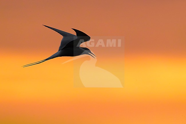 Flying adult Arctic Tern (Sterna paradisaea) in breeding plumage in Iceland during spring. In flight against a stunning colored sky. stock-image by Agami/Daniele Occhiato,