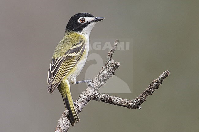 Adult male
Culberson Co., TX
April 2013 stock-image by Agami/Brian E Small,