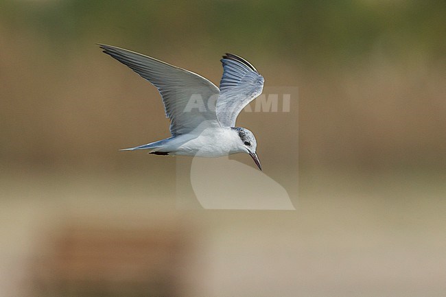 Whiskered Tern (Chlidonias hybrida), Adult in flight, Taqah, Dhofar, Oman stock-image by Agami/Saverio Gatto,