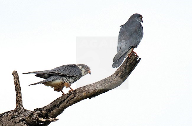 Wintering Amur Falcons (Falco amurensis) in South Africa. Adult female (left) and male perched. stock-image by Agami/Dani Lopez-Velasco,