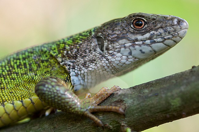 Close up van de kop van een Oostelijke smaragdhagedis, Closeup of the head of an European Green Lizard stock-image by Agami/Rob de Jong,