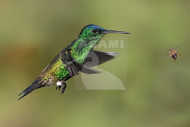 A male Indigo-capped Hummingbird (Saucerottia cyanifrons) at ProAves Cerulean Warbler Reserve, San Vicente de Chucuri, Santander, Colombia. stock-image by Agami/Tom Friedel,